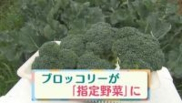 約50年ぶりの追加　ブロッコリー“指定野菜”に　出荷量約30年で2倍超　筋トレブーム背景か？【大分発】