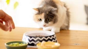 猫がごはんを食べなくなるのには理由がある！「猫ごはんお悩みタイプ診断」であなたの猫ちゃんのパターンをチェック