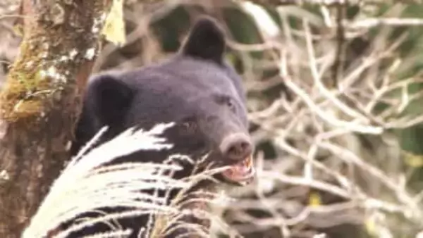 「クマ減らして済むわけじゃない」経験50年のハンターが見る“山の変化”　里山にクマが下りる“のっぴきならない”理由