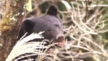 「クマ減らして済むわけじゃない」経験50年のハンターが見る“山の変化”　里山にクマが下りる“のっぴきならない”理由