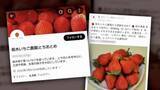 「福岡のブランドイチゴ「あまおう」に“栃木県産” プレゼントのSNS投稿　商標登録のJA全農「他県産はない」　専門家「個人情報悪用や詐欺被害も」」の画像1