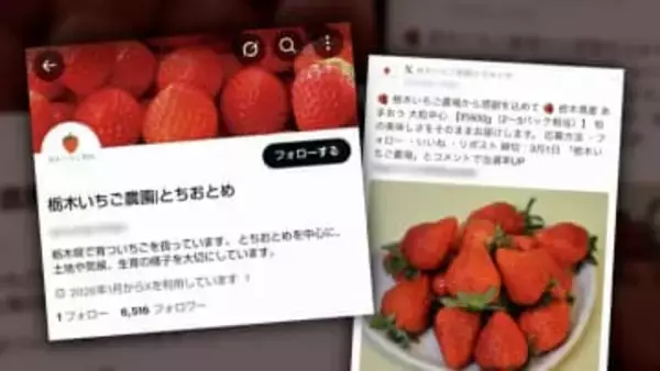 福岡のブランドイチゴ「あまおう」に“栃木県産” プレゼントのSNS投稿　商標登録のJA全農「他県産はない」　専門家「個人情報悪用や詐欺被害も」