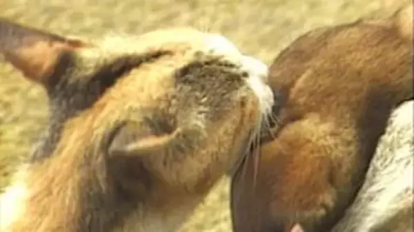 【猫特集】親子のような「猫と犬」、親友のような「猫と牛」　種の違いを超えた「強い絆の物語」を振り返る（1984～1985年のアーカイブ映像）