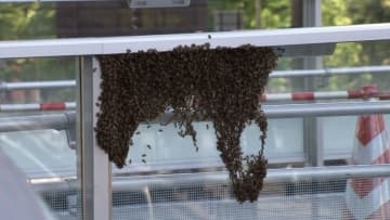 【速報】東京都心にハチの大群現れる　ミツバチか？港区・田町駅から300メートルの工事中の歩道橋