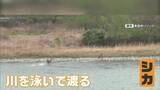 「「まさかシカが泳ぐとは…」経験19年の船頭も初めて目撃　長野・飯田市の天竜川を2頭が泳いで渡る」の画像1