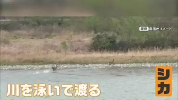 「まさかシカが泳ぐとは…」経験19年の船頭も初めて目撃　長野・飯田市の天竜川を2頭が泳いで渡る
