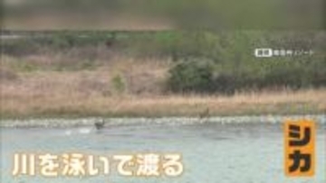 「まさかシカが泳ぐとは…」経験19年の船頭も初めて目撃　長野・飯田市の天竜川を2頭が泳いで渡る