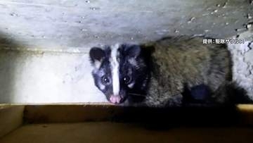 東京23区で“危険な害獣”大繁殖　新宿区などのハクビシンに専門家「都心部は食の宝庫」　江東区・墨田区に「非常に凶暴」アライグマ