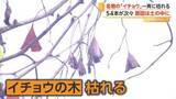 「名物のイチョウ並木に一体何が？54本が一斉に枯れる　除草剤が土の中の根をつたい広がったか　東京・町田市」の画像1