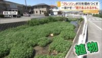 「愛媛県中に広がっている」川埋め尽くす大量の“クレソン”　生活用水が栄養になり大繁殖　生態系への影響懸念