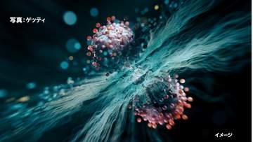 増殖したウイルスで“がん細胞”が破裂　画期的な「がんのウイルス療法」　日本が研究開発をリード【医師監修】