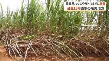 「疲れるだけ」農家の嘆き　台風13号が奄美農業を直撃　ハウス破損・マンゴー出荷断念・サトウキビ倒伏の三重苦