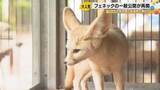 「8カ月ぶりの「ふわふわ」再会！いしかわ動物園の人気者・フェネックのシエル君が帰ってきた」の画像1