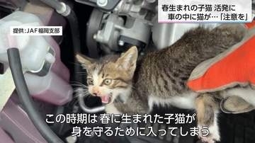 【雨の日には猫バンバンを】春に生まれた子猫がエンジンルームへ　6月は11月の約5倍　大切な愛車と小さな命を守る3ステップ
