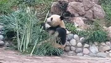 「シャオシャオ」と「レイレイ」が一般公開　今年1月に上野動物園から中国・四川省に返還された双子パンダ