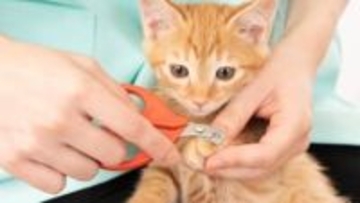 「1本切れればいいやの気持ちが重要」猫の爪切りが楽になるコツと慣れさせるためのポイント