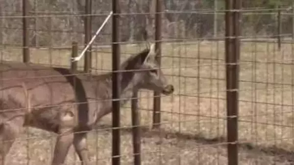 「「シカやん」と命名　大阪市内で目撃相次いだ奈良公園出身？の「迷いシカ」　大阪府の吉村知事が考案　横山市長のSNSアンケートで最多の支持集める」の画像