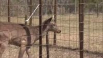 「シカやん」と命名　大阪市内で目撃相次いだ奈良公園出身？の「迷いシカ」　大阪府の吉村知事が考案　横山市長のSNSアンケートで最多の支持集める