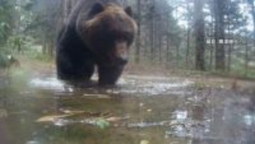 “2m超300kg級”巨大ヒグマが住宅近くの山林に出没　「去年コーンや牧草食べて太ったか」　連休中も各地でクマ目撃相次ぐ