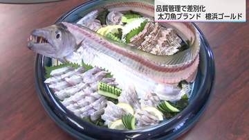 「至高の太刀魚」を全国へ　宮崎市初となる水産ブランド「檍浜ゴールド」誕生