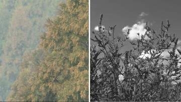 秋の花粉症にご注意　「喉がガラっとしちゃう」ジグザグ気温の寒暖差で体調不良相次ぐ