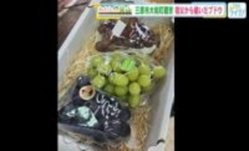 若き移住者が継ぐ里山のぶどう園　—　三原・蔵宗で受け継がれる土と技　【広島発】