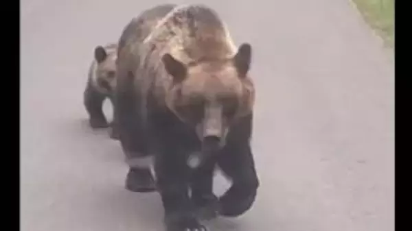 【ヒグマ異常事態】「軽自動車をひっくり返すことができる」「人間の体が裂けてしまうくらいの破壊力」ヒグマ防除隊長が語るクマの驚きの身体能力 通報件数5222件と過去最多となった恐怖の2025年〈北海道〉