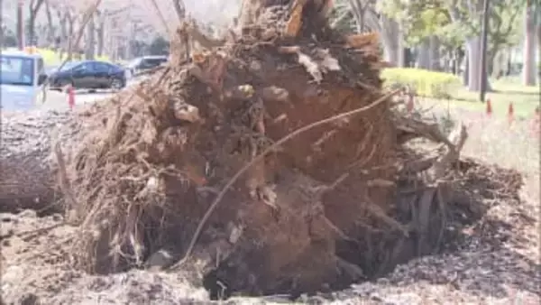世田谷の砧公園でまた倒木　前日には70代女性が桜の木の下敷きになりケガする事故