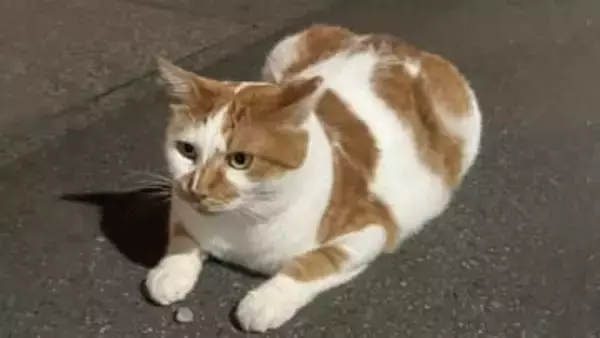 「野良猫」への餌やりは悪い？ごみ箱あさり…トラブル防ぐには　保護猫4匹と暮らす柔道金メダル・出口クリスタさんが語る「地域猫」への思い　人と猫が共生するためのルールや不妊去勢手術の重要性　長野市で講座