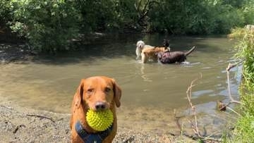 犬は人間の表情から感情を見分ける？脳の反応から初めて確認　ウィーン大学