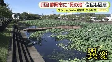 「生き物がいなくなり“死の池”のよう」 池に外来種が大量繁殖「釣ってもほぼ100％外来種」フナ・コイ・エビも姿を消す　駆除のための釣りは“入れ食い状態”　「回収いけす」登場で駆除加速