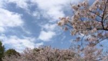 満開の桜に「花散らし」の試練　週末は全国的に「春の嵐」少し残念な花見に？　警報クラス暴風＆大雨のおそれ