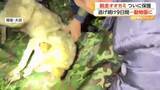 「9日間逃げ続けた“脱走オオカミ”ついに保護　胃の中から「釣り針」　回復次第仲間のもとへ　韓国」の画像1