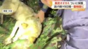 9日間逃げ続けた“脱走オオカミ”ついに保護　胃の中から「釣り針」　回復次第仲間のもとへ　韓国