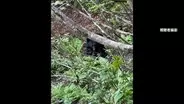 ATMにクマ激突しガラス戸破壊　“春クマ”市街地に続々　こども園ではクマスプレー・ホイッスル常備　東京・八王子でも出没