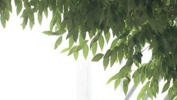 今年の梅雨は雨がダラダラ　エルニーニョ現象の影響　太平洋高気圧の“元気不足”で晴れず、気温上がらず