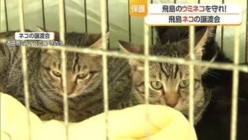「ネコの命にも配慮して新しい家族の元へ」天然記念物ウミネコ繁殖地を守るため飛島の野良猫を本土へ移送・譲渡会で早くも飼い主見つかる【山形発】