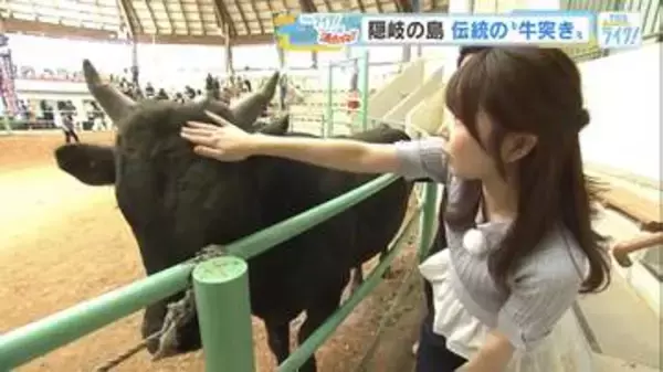 “日本最古の闘牛”とも言われる「隠岐の牛突き」　体重約600キロが激突！ 試合を観戦後は牛とのふれあいも
