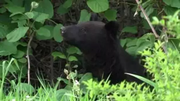 住宅街の路地から突然現れ向かってくる様子も…盛岡市内でクマ目撃相次ぐ　きのうは岩手大学にも出没