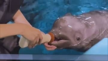 母イルカの死を乗り越えて…シロイルカの赤ちゃん成長記　困難の連続もスタッフが団結「ハードルを一つ一つ越えたい」