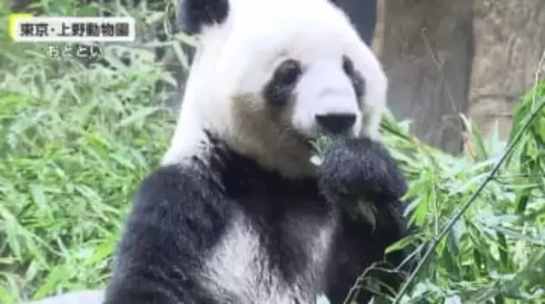 「シャンシャン」「シンシン」も…中国の施設で暮らす日本にいたパンダたち　「シャオシャオ」「レイレイ」は今夜日本を出発