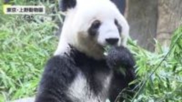 「シャンシャン」「シンシン」も…中国の施設で暮らす日本にいたパンダたち　「シャオシャオ」「レイレイ」は今夜日本を出発
