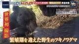 「5月から繁殖期“野生のクマ”市街地で相次ぐ出没　専門家「人間の食べ物は“麻薬”…味を覚えさせないのが大事」」の画像1