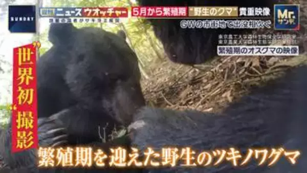 5月から繁殖期“野生のクマ”市街地で相次ぐ出没　専門家「人間の食べ物は“麻薬”…味を覚えさせないのが大事」