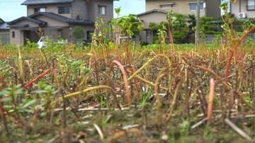 “在来種ソバ”の危機　記録的大雨で苗も種も流され壊滅的　福井県内の作付け面積の半分が被害