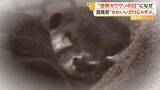 「カワウソはペットに適さない？フンをまき散らす習性も　ペット需要増で密猟に拍車　「正しく知って」注意呼びかけ」の画像1