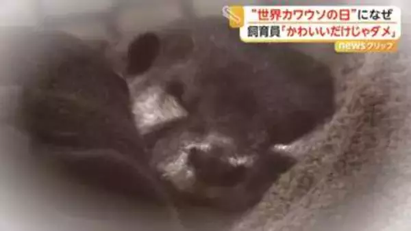 カワウソはペットに適さない？フンをまき散らす習性も　ペット需要増で密猟に拍車　「正しく知って」注意呼びかけ