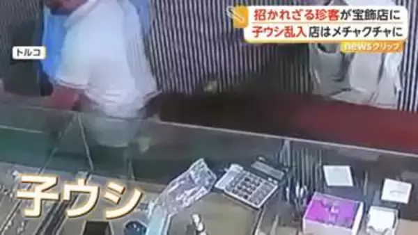 宝飾店に突然“招かれざる客”　正体は飼い主から逃げた子ウシ　鎮静剤打たれても暴れ続け、約1時間後に店外へ　トルコ
