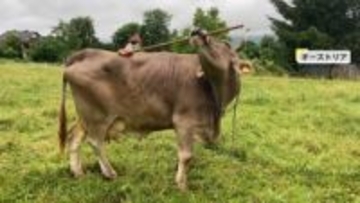 動物がまさかの行動…知的に進化？背中をかくなど道具を多目的に使うウシ、銀行に押し入り警察官に反撃するシカ