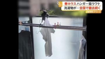 カラスがベランダからハンガー“持ち去る”　器用に洗濯物を外す様子も　巣作りシーズン各地で撤去作業も